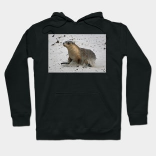 Seal pup running on the beach on Kangaroo Island in South Australia Hoodie